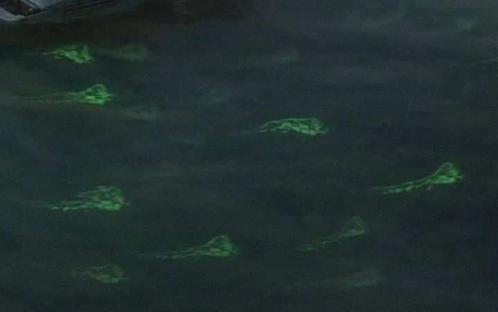 Luminescent Green Ray (Glowing Fish)