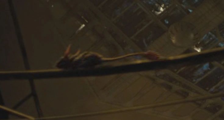 Screerat (Scavenger Rat)