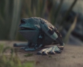 Sorgan frog