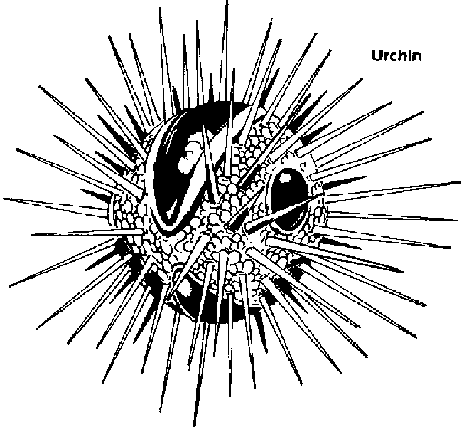 Neogi Urchin